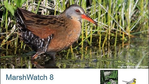 MarshWatch 2025 - Webinar 8: Bird ID Session 7