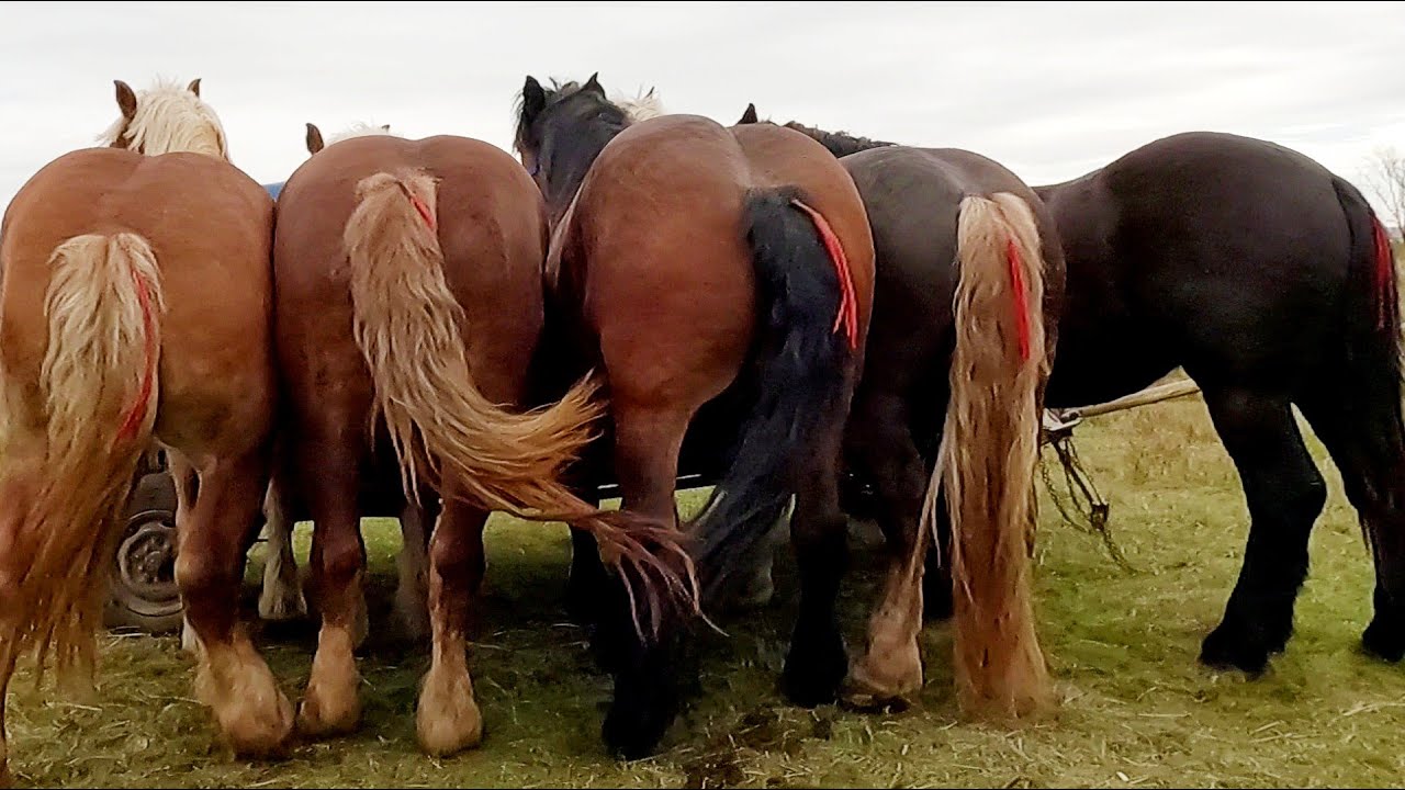 Caii lui Romeo de la Baia Mare 2026