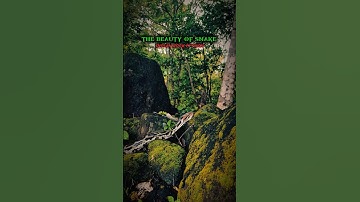 The indian rock python🐍 #snake #python #indianpython #rockpython #saap #nature #shortvideo #shorts