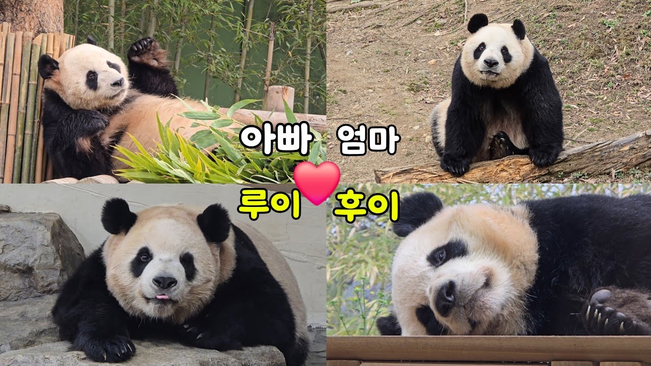 [ep.803]바오가족의 하루♡26.03.05