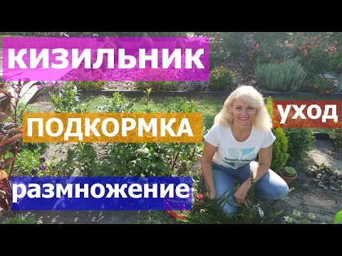 Кизильник  Уход за кизильником  Как размножить кизильник
