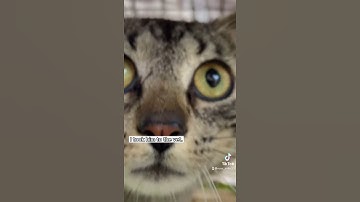 Trying to trap Jaxon an old feral cat. #shorts