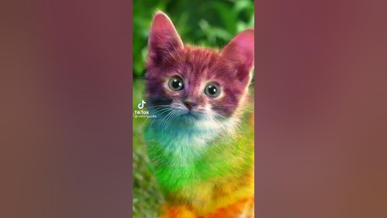 Радужные котики - YouTube