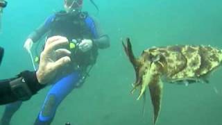 A curious cuttlefish