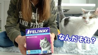 猫にフェロモン♡を与えてみた！ストレス軽減対策！【スコティッシュフォールド】 -  I gave a pheromone to a cat