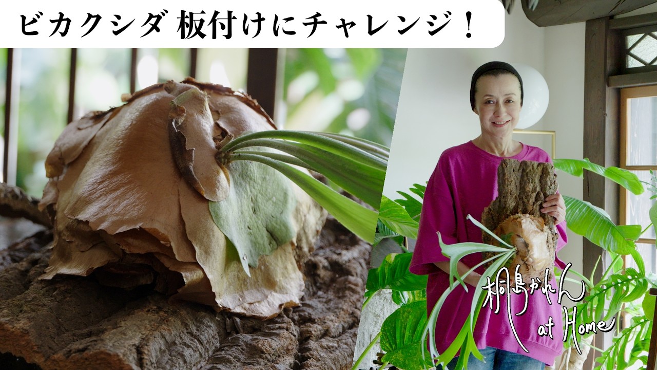 33年前に購入したビカクシダ、板付けに初チャレンジ！