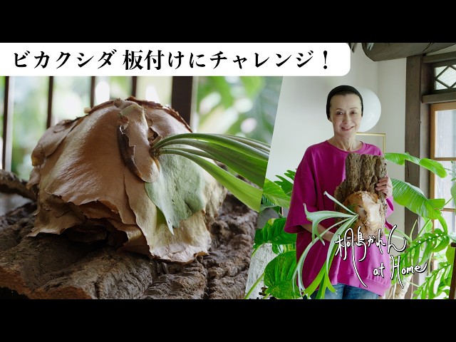 ビカクシダのドワーフ種（バクスポ）と大型種（コロナリウム）の板付