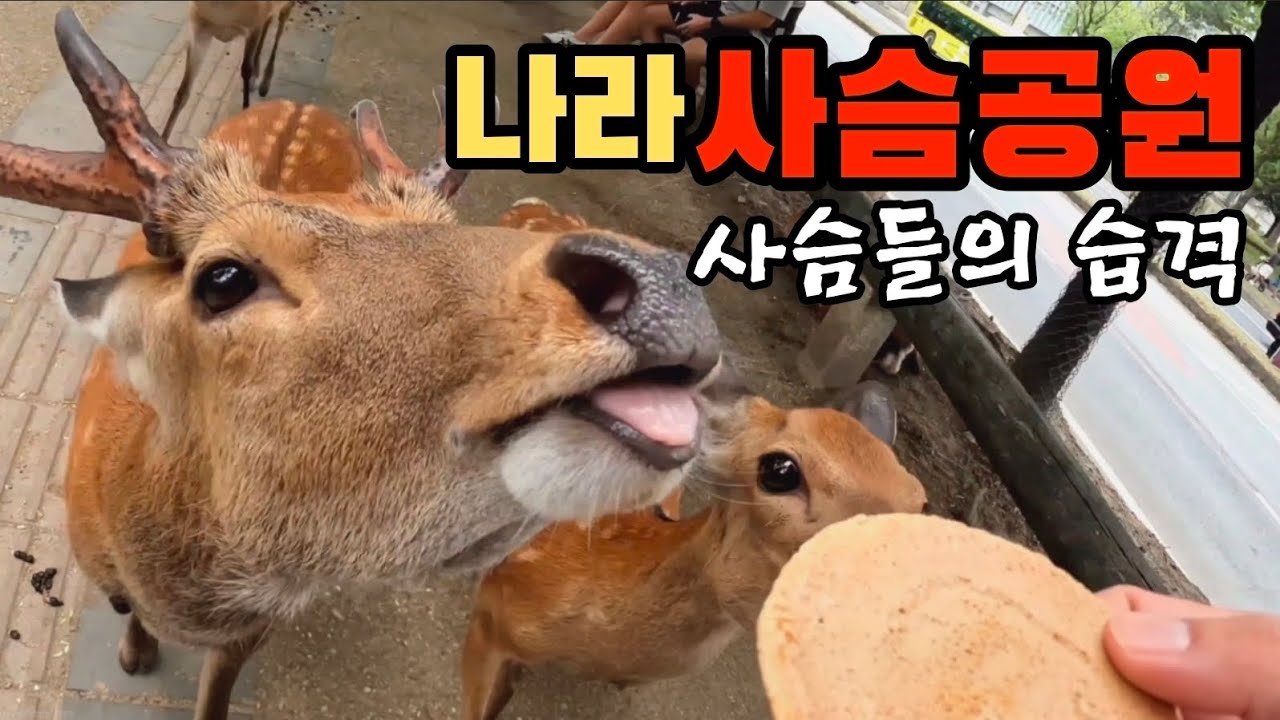 오사카의 나라 사슴공원 세상에 대체 사슴들이 얼마나 많은거야!? 꼭 추천하는 여행스팟 #여행 