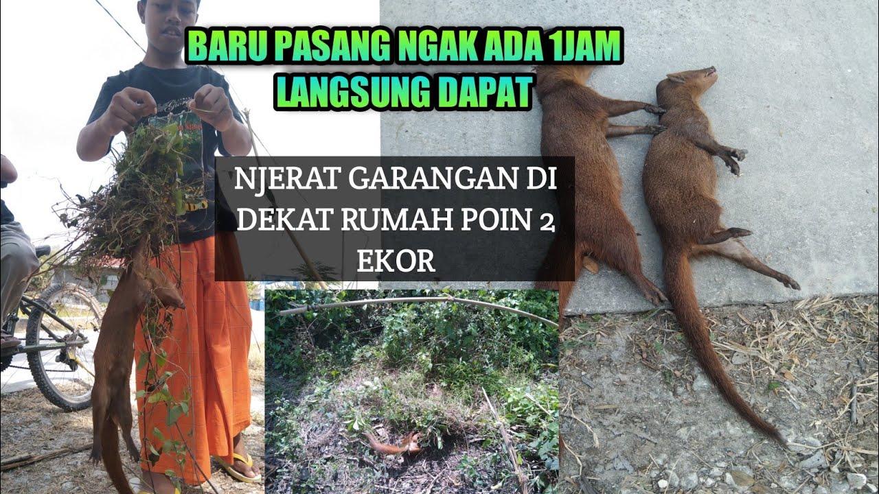 Menjerat Garangan poin 2 ekor. membatu warga mengurangi hama pemangsa ayam
