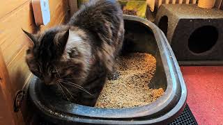 Fluffy cat Frodo sits on the litterbox