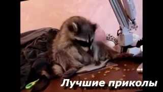 Енот так смешно ест! Приколы с животными! Смешное видео Енот так смешно ест! Приколы с животными! Смешное видео