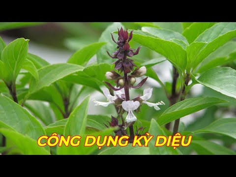 Video: Cây Húng quế Công dụng và Chăm sóc: Cách Trồng Cây Húng quế