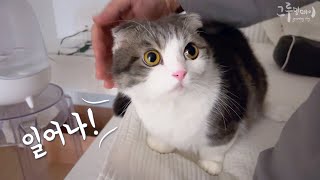 A clever way for a cat to wake its owner?