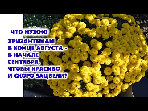 Video: Sulīgas dārza nezāles - vai jums ir nezāles ar sulīgām lapām