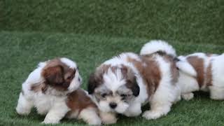 cute little teddy shihtzu pups 🐶 jai Guru ji kennel Delhi ncr dwarka 9999558041 by Jai Guru ji kennel 137 views 2 years ago 45 seconds