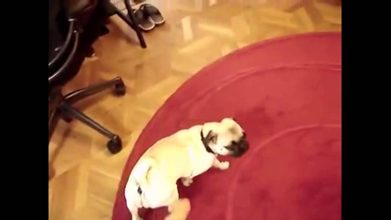 Funny compilation 2014