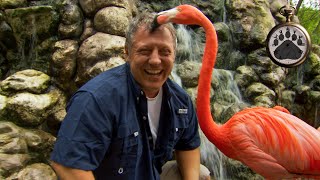 Martin Kratt and a FUNNY Flamingo! | The Real Life Wild Kratts