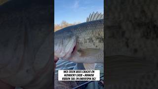 Creek bass caught in the NEW NedWacky Grub + Minnow Ribbon Tail hybrid on a underspin jig!