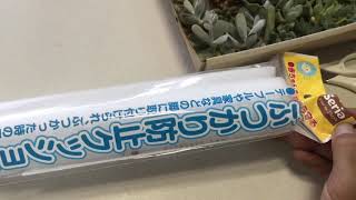 グッピー水槽に浮島  多肉植物水槽栽培 ドドランタリス 野ばらの精 見返り美人など