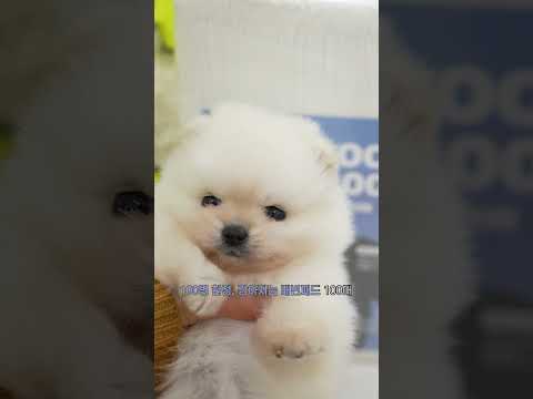 <strong>강아지</strong> 배변패드 100매 1개 증정 고양이 모래 1개 증정 부산강아지분양 부산고양이분양
