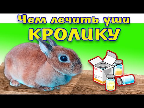 Чем лечить уши у кролика: Ушной клещ