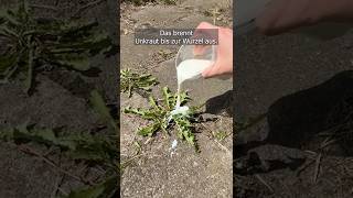 Verbrennt Unkraut Bis Zur Wurzel. Hausmittel Wirkt Schon Nach Einmaliger Anwendung