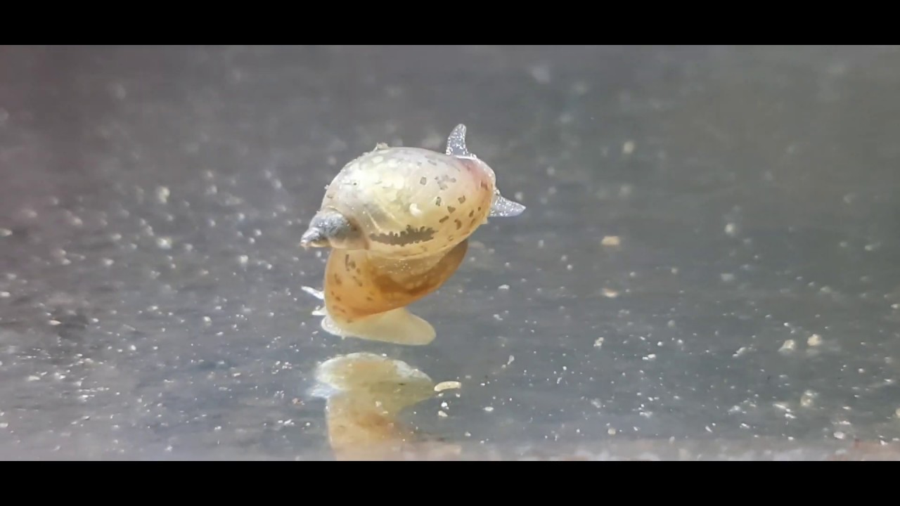 Snail Breeding Behavior.. YouTube