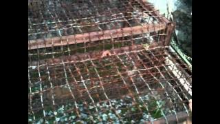 Vietnam War Museum - Tiger Cages