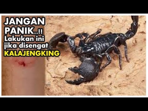 Cara mengobati sengatan kalajengking