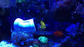 Yellow Eye Kole Tang - Social Acclimation Box Experiment