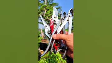 Kìm cạp xéo, cạp tròn Cây Cảnh bonsai #bonsaishop #caycanh  #bonsai