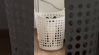 Cat’s “Incognito” Hiding Spot inside a Laundry Basket