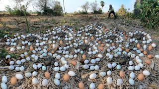 WOW WOW WOW ! Collect a lot of duck eggs in the fields near the trees