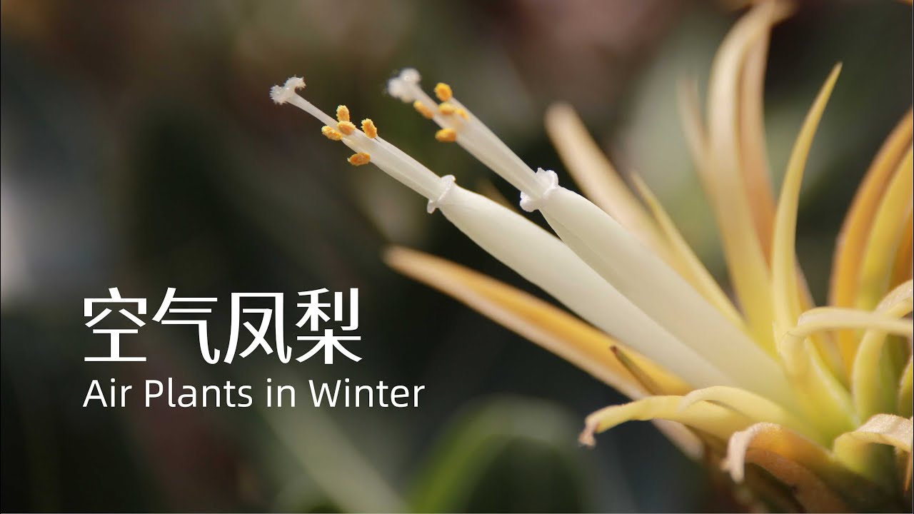 Plant Aesthetics | Responding to Light | Air Plants in Winter | 植物美学 | 冬日里的空气凤梨 | 以绽放回应时光的眷顾
