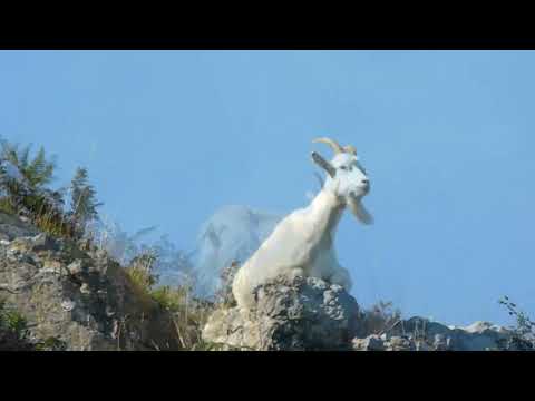 Cashmere Goats, Llandudno