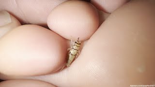 Preview 4K Young White Candid Ex Girlfriend Sleeping Feet Crushes Two Crickets Extreme Macro Closeup