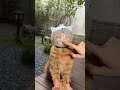 🤣装着5秒後、すべてを受け入れた猫 #猫用品