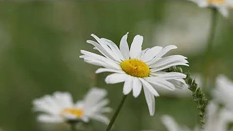 Flowers - background video HD