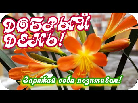 Доброго дня желаю! ❤️Заряжай себя позитивом! ❤️Прекрасное пожелание ❤️Желаю удачи!❤️