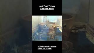 Just Toad Things — And he's down 🐸🇯🇵