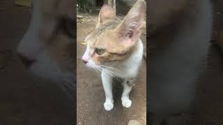 Catwalk expectation vs. this😂preggy Marimar🐈 #cat #kitten #cats #catshorts #expectationvsreality