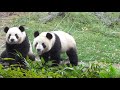 Pandalar  Öğle  Paydosunda