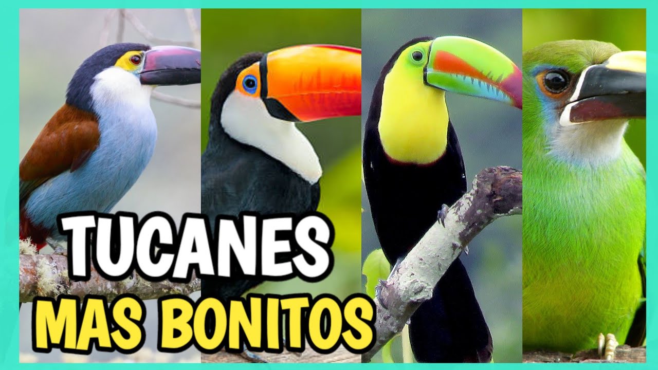 Tucanes más HERMOSOS del MUNDO 🤩 Tipos de tucanes, CONOCELOS!! YouTube Tucanes más HERMOSOS del MUNDO 🤩 Tipos de tucanes, CONOCELOS!! YouTube