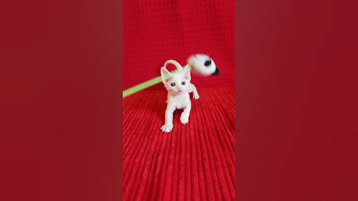 Watch the video about Isabel White Devon Rex Female Kitten Available Now | Purebred Kitties