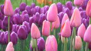The splendor of the rose & the whiteness of the lily do not rob the little violet of its scent nor