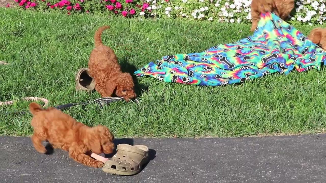 Mini Goldendoodle Puppies For Sale