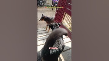 daily video upload challenge dog fight training viral subscribe