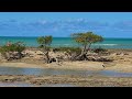 Praia dos Carneiros Tamandaré Pernambuco 4k