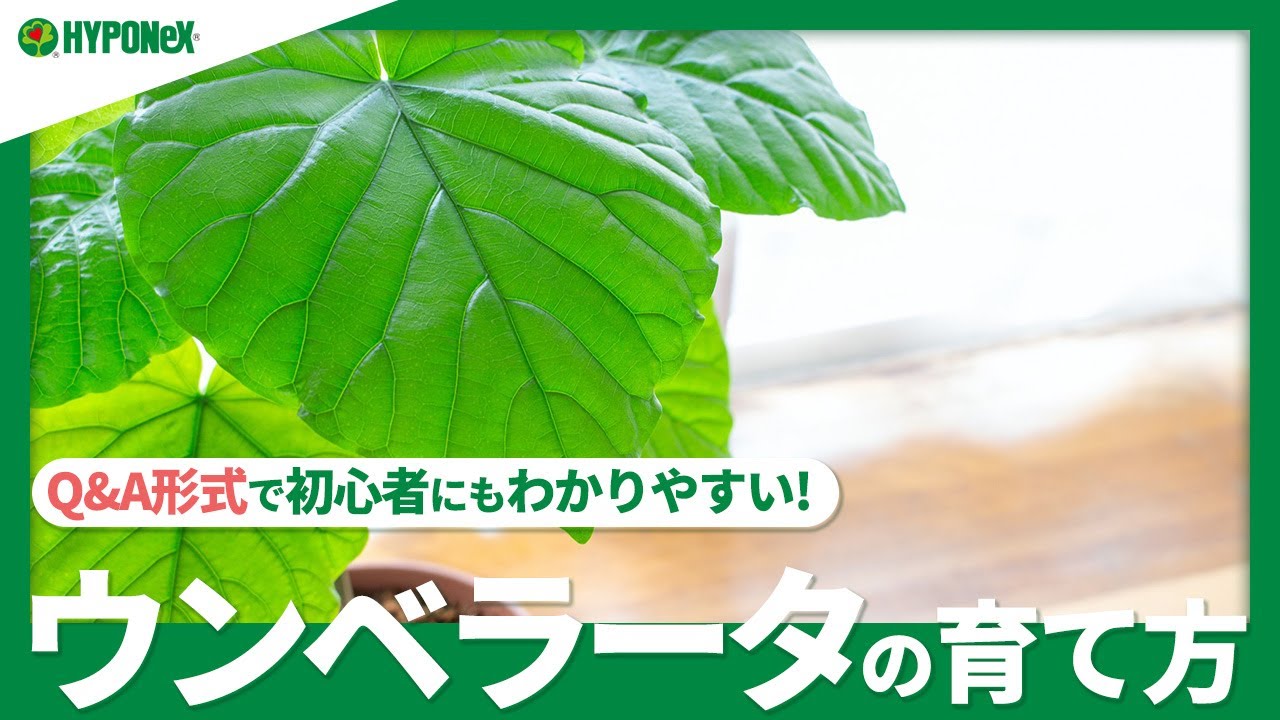 12 ウンベラータの育て方 葉が落ちるのは何故 剪定や 曲げ仕立ての方法は 葉が落ちた退所方法は Plantiaq A 植物の情報 育て方をq A形式でご紹介 Youtube