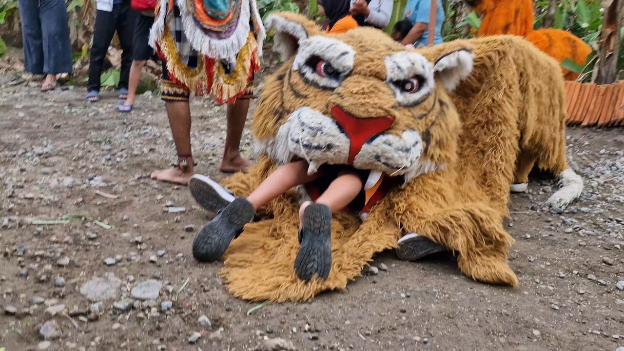 Perfom Canmacanan caplok bocil banyak di wringinjajar 